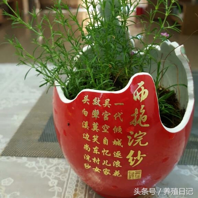 用酒瓶子做花盆图片大全,自制酒瓶花盆图片大全