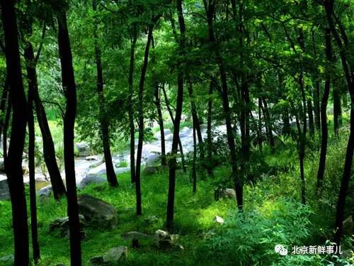 北京赏花踏青自驾游,北京国家森林公园踏青