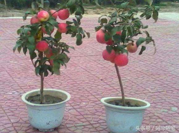 适合在农村创业的十大好项目推荐,5种适合农村人创业的小投入项目