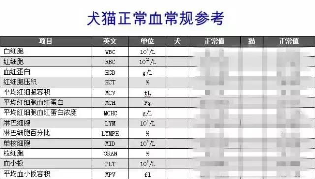 宠物医生问诊图片,宠物健康体检一般检查哪些