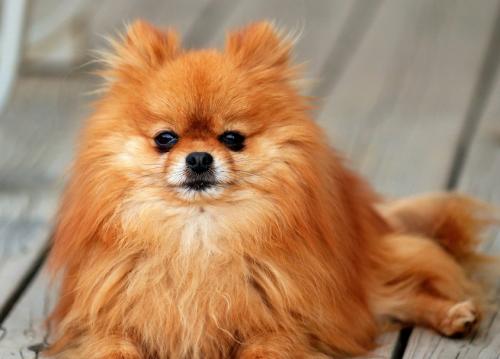 两个月的博美一天大便几次,博美拉屎变得特别臭是什么原因