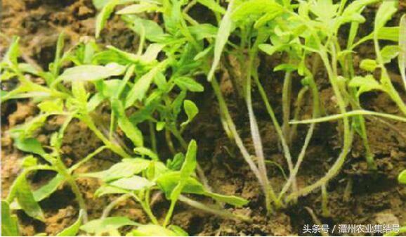 樱桃番茄猝倒病如何防治,番茄苗移栽后怎么预防枯萎病