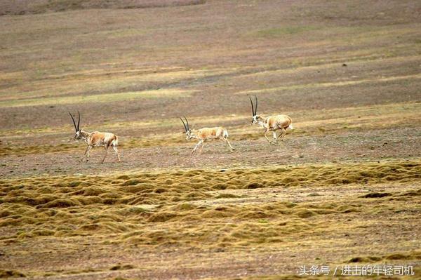 推荐十部关于人与动物的电影,值得一看的动物题材电影