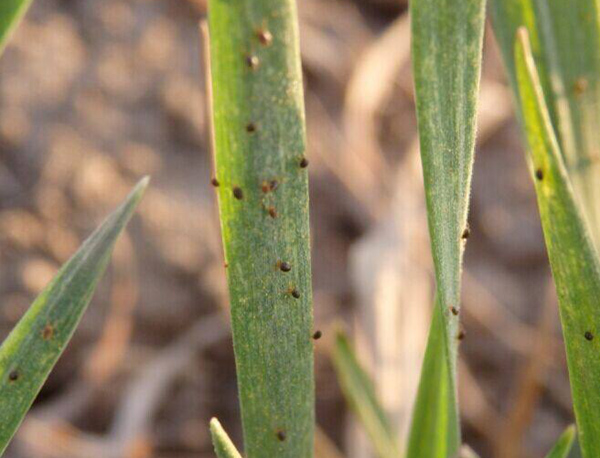 柑橘红蜘蛛最佳防治时间和方法,红蜘蛛为什么难防治