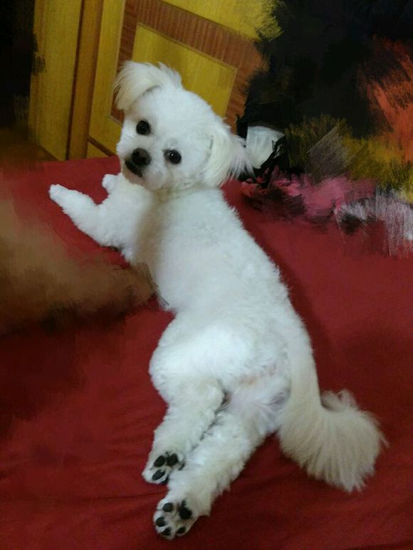 科普知识的狗狗动画片,科普狗狗肢体语言