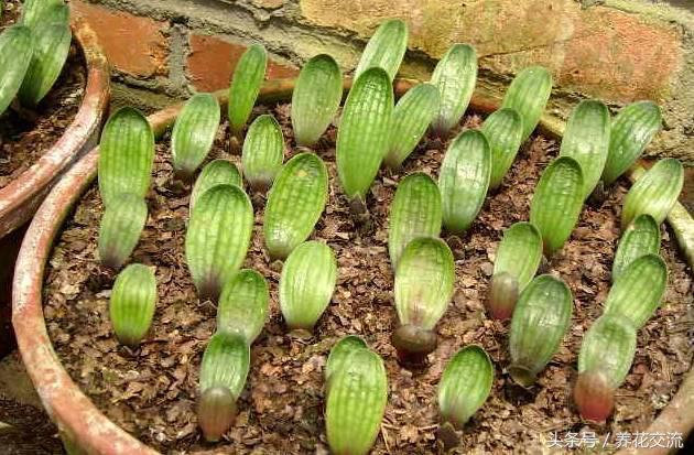 刚长出来的君子兰小苗,君子兰种子发芽生长速度