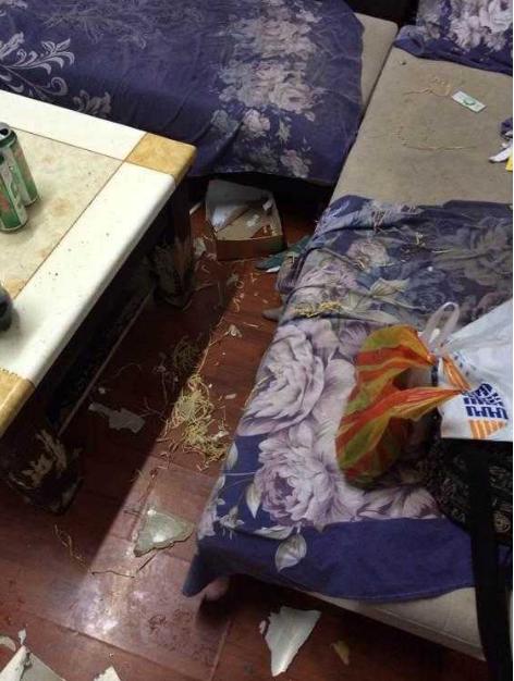 哈士奇拆家被捉一脸不服,哈士奇拆完家被主人骂