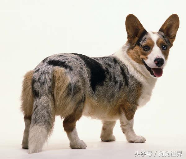 可爱呆萌狗狗资料,狗狗15种寄生虫病详细资料图