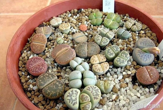 生石花屁屁花怎么养长得快,生石花屁股如何养