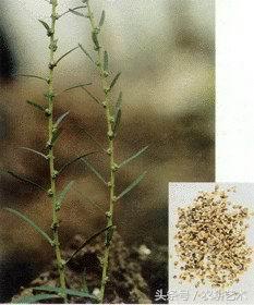 徐长卿中草药图谱,中草药豨莶草图谱