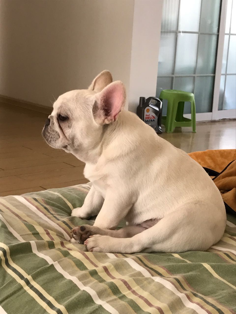 法国斗牛犬狗粮推荐,法国斗牛犬吃东西的视频