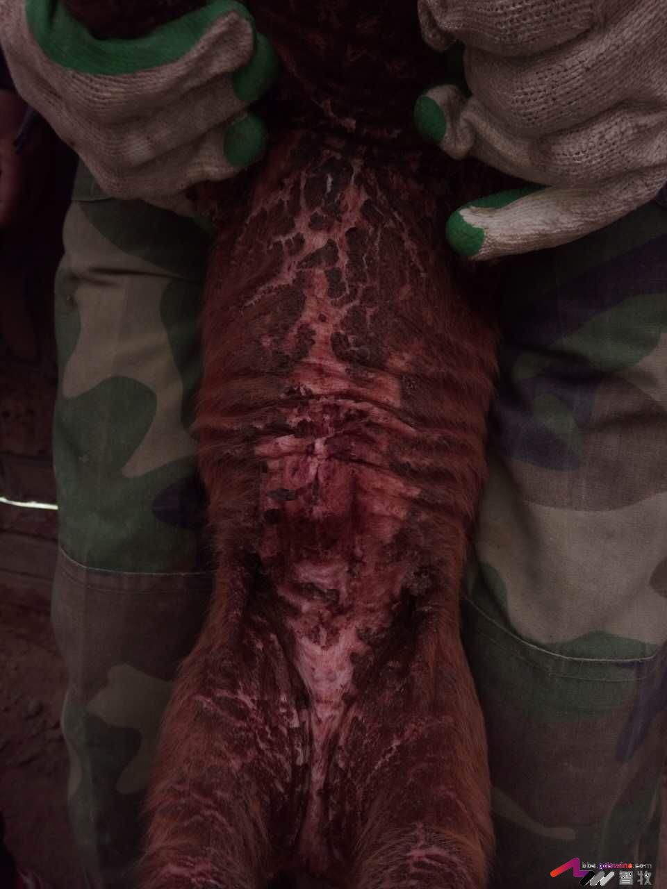 仔猪遇着这种“皮肤病”该如何处理？-健康管理论坛-聊天全记录