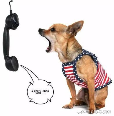 怎样让狗狗晚上不闹,养了2年狗狗晚上总是乱叫怎么办