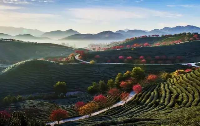 漳平茶山樱花,漳平樱花园景点