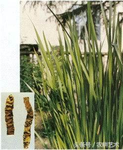 徐长卿中草药图谱,中草药豨莶草图谱