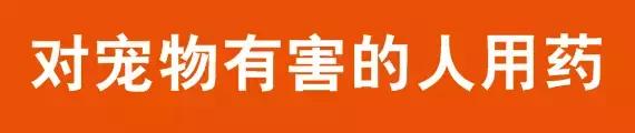 狗狗吃人的药会中毒吗,狗狗吃人用药吗