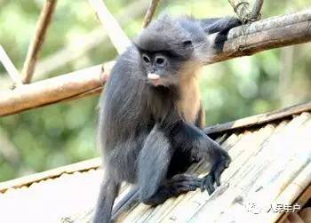 熊猫还是中国一级保护动物吗,秦金丝猴是国家一级保护动物