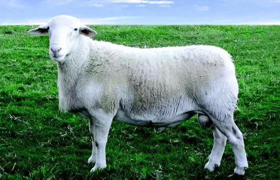 肉羊养殖哪些品种比较好,我国北方最小的肉羊品种