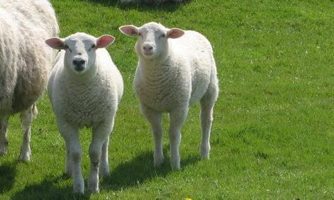 家禽免疫方法,家禽得了免疫病怎么整治