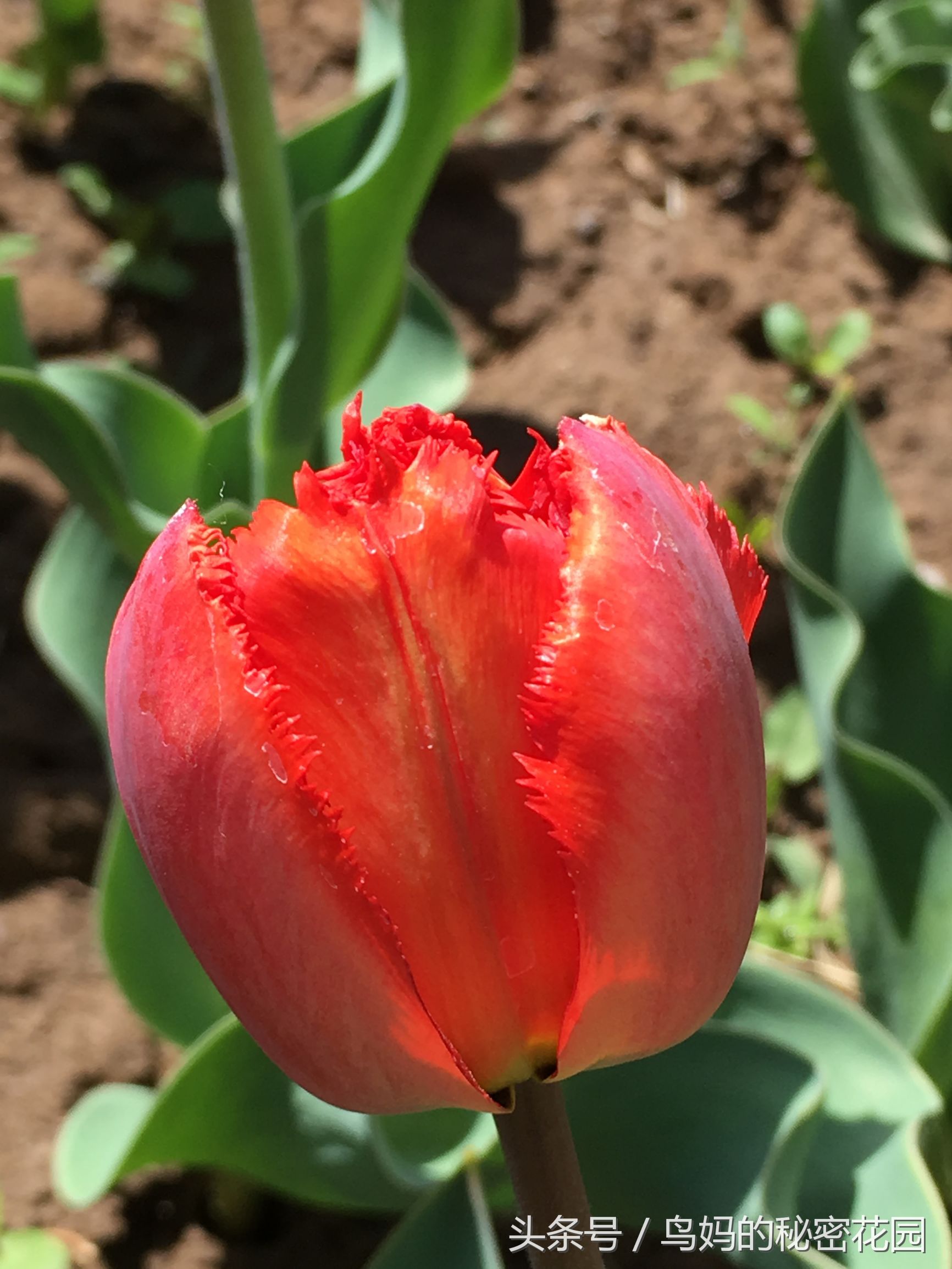 郁金香土培开了花还能复花吗,哪些郁金香花可以复花种植