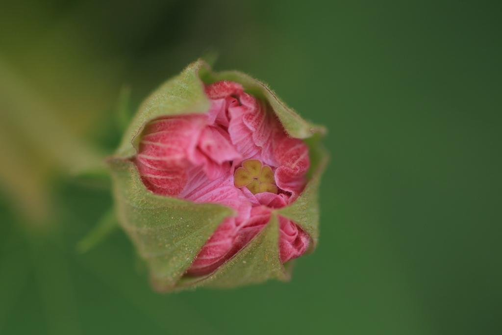 《本草》植物志之蛇莓蛇含：与蛇为伍，却不蛇心蛇貌