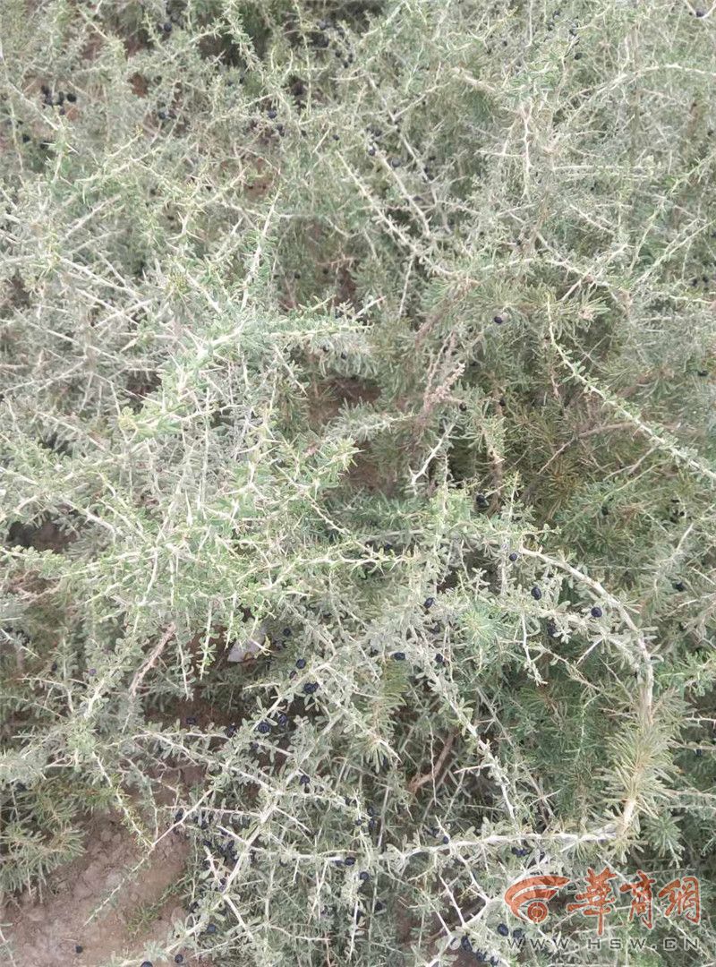 纯野生黑枸杞怎么辨别,市场上假的黑枸杞