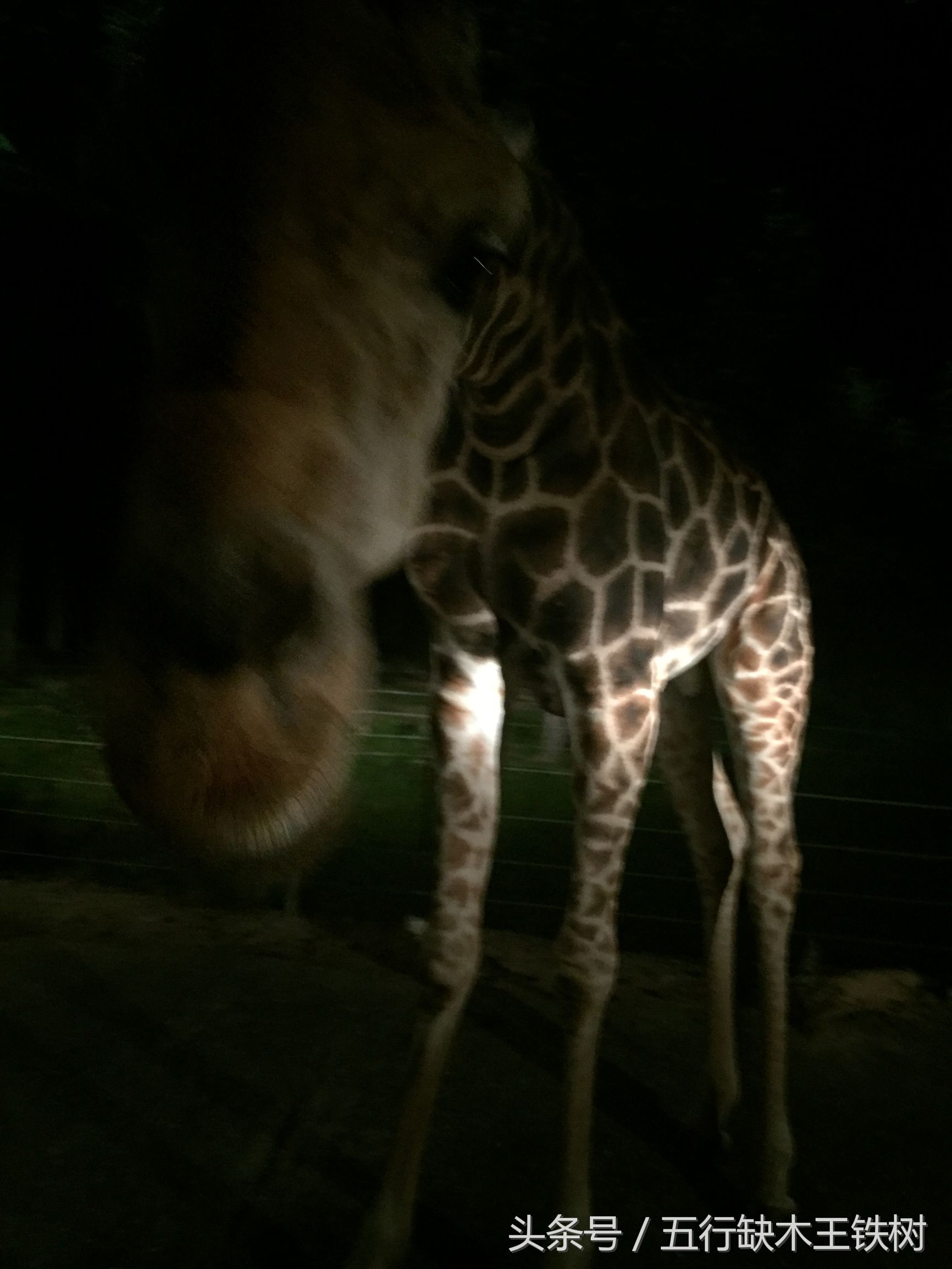 清迈夜景之双龙寺,清迈去双龙寺怎么去