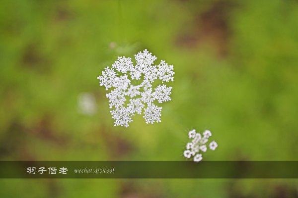 居于涟岸隐于湖,到肇庆体验离尘不离城的精致慢生活