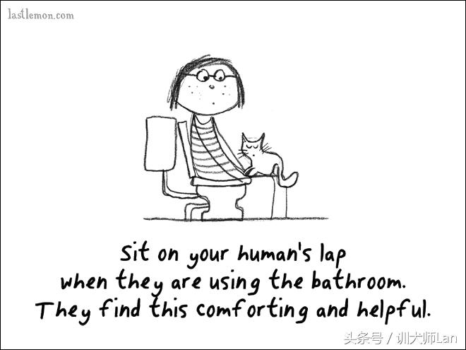 模拟猫咪攻略,驯服猫咪攻略