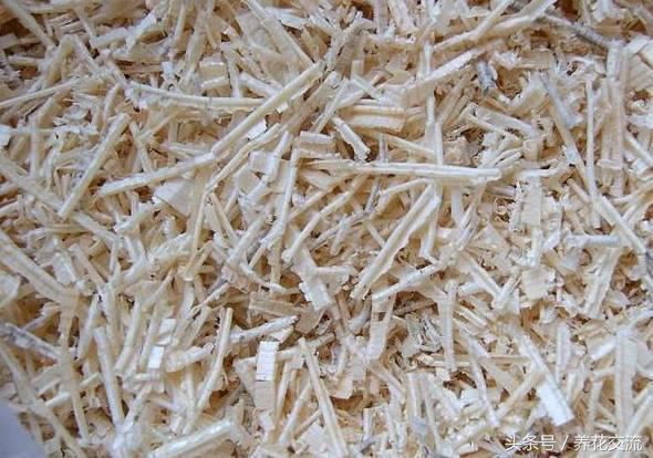 从网上买回来的君子兰种子怎么种,君子兰种子直接种上能活吗