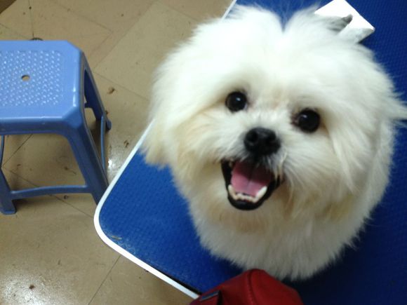 忠诚小狗看门,最忠诚的狗守护主人