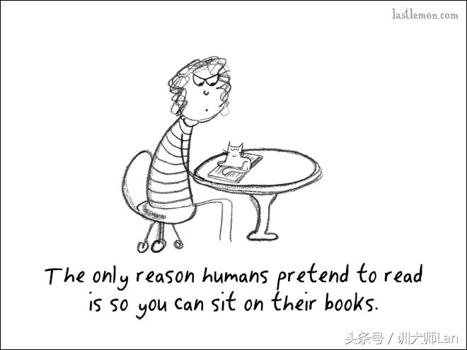 模拟猫咪攻略,驯服猫咪攻略