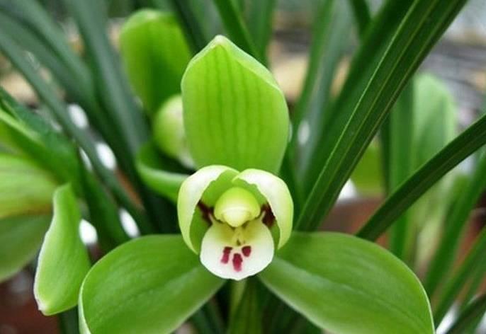 云南兰花名贵品种图片介绍,云南兰花老品种有哪些图片