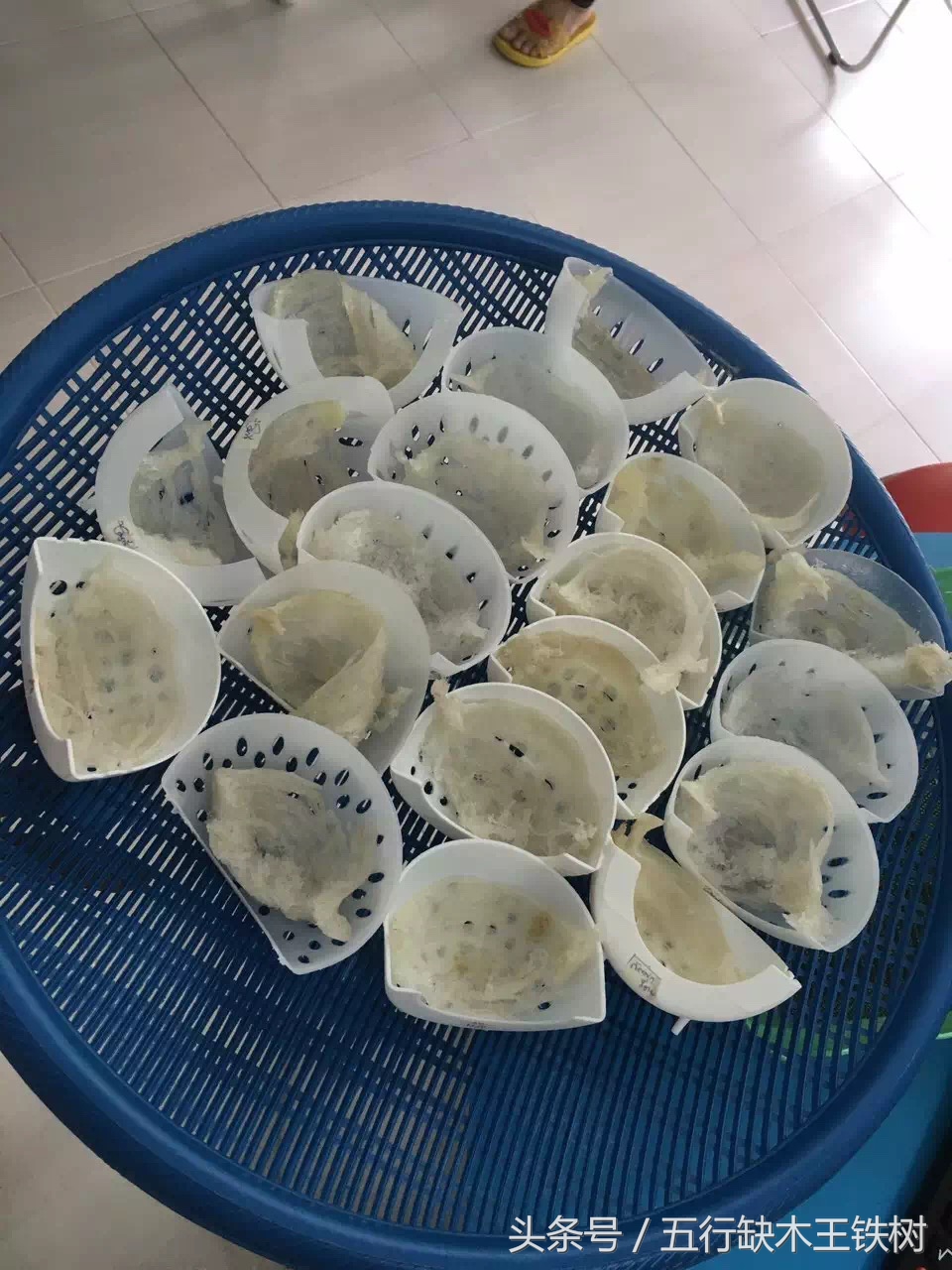 泰国燕窝什么工艺,泰国燕窝知识