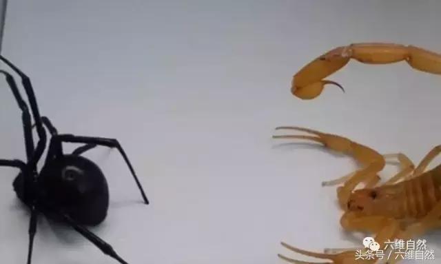 世界上最毒的蝎子vs最毒的蜘蛛,世界上最毒的蜘蛛对战蝎子
