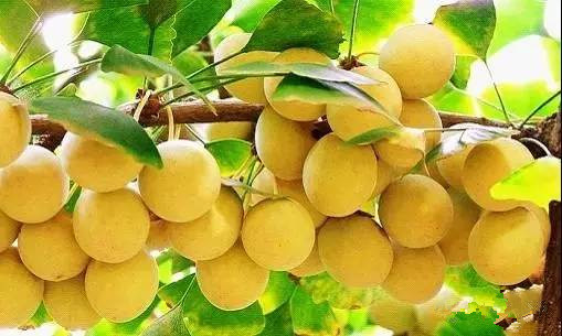 物美价廉的苹果,物美价廉酸枣仁