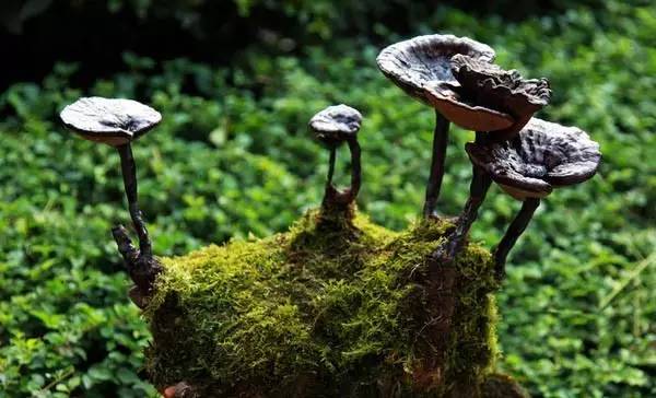 日本和韩国灵芝 (日本人评价中国灵芝)