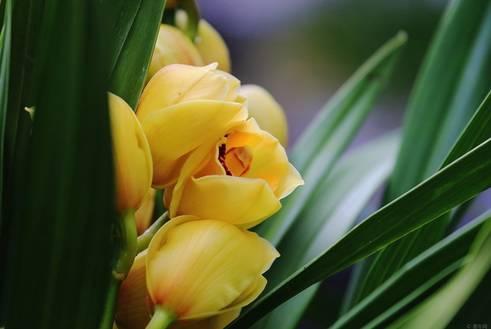 云南最贵的兰花品种有几种,云南兰花名贵品种图片介绍