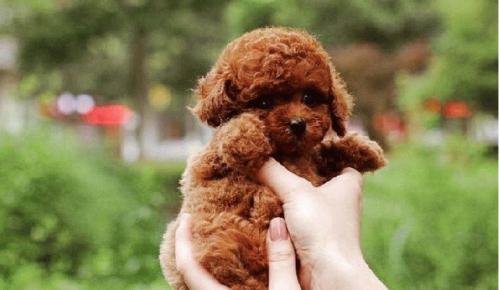 泰迪狗狗身上跟鬼剃头似的怎么回事？