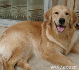 怎样挑选纯种金毛犬避免上当,怎么挑选金毛犬好看