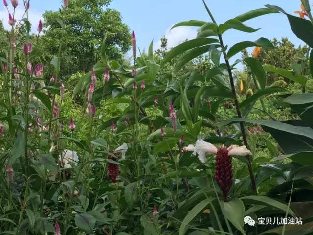 塞舌尔游记,塞舌尔埃及