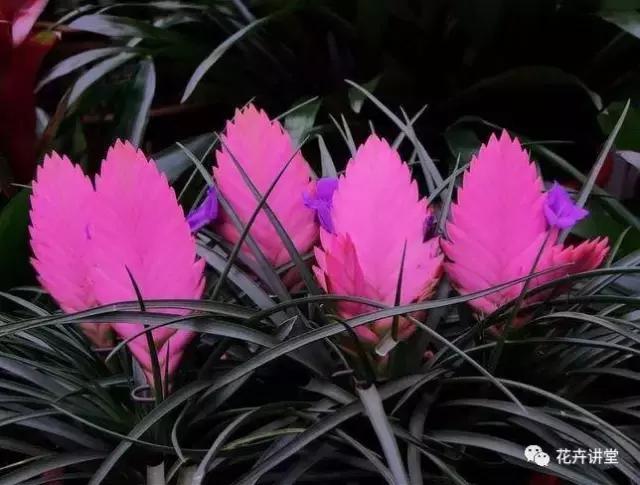 相似的花儿又来了,今天我们来认识它们