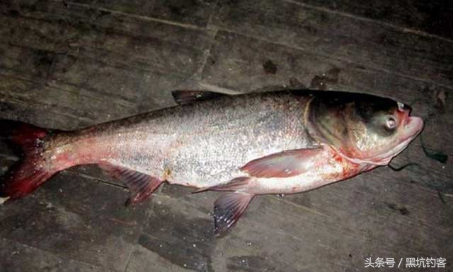 细说钓鱼视频,钓鲢鳙看不清漂