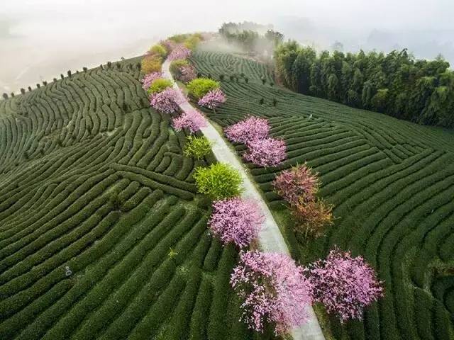 漳平茶山樱花,漳平樱花园景点