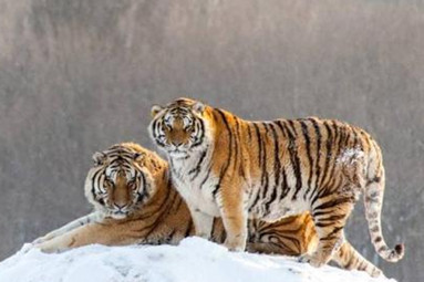 女人喝虎筋酒的功效与作用,虎筋酒真有效果吗