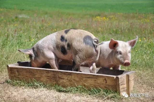 与猪的“亲密接触”要注意什么：给药、灌肠、保定、注射等