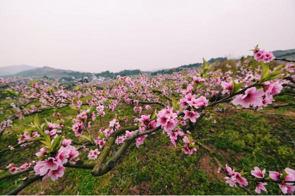 四川三月看花最好的地方,四川桃花节有哪些地方