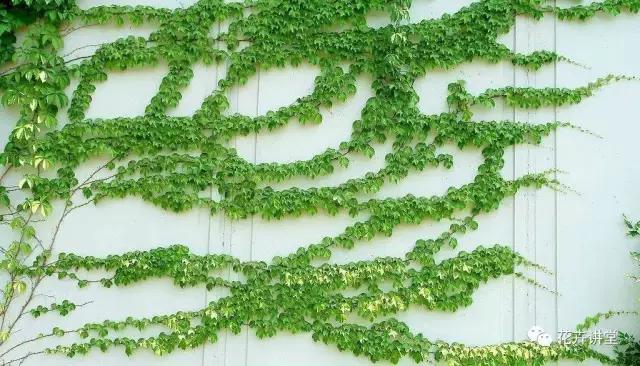 相似的花儿又来了，今天我们来认识它们