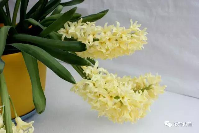 相似的花儿又来了，今天我们来认识它们