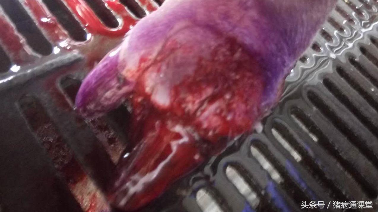 母猪蹄壳发脓怎么治,母猪后蹄起大脓疱